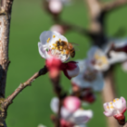 Pollination Vs Fertilization